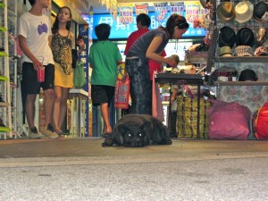 Lazy dog in the market area near the hotel in Banciao